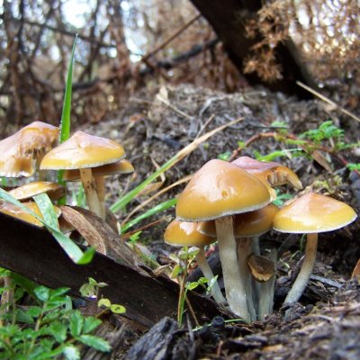 Mushrooms photographed in Tasmania.